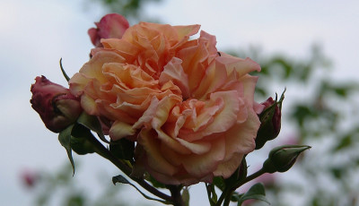 rosa barock.jpg