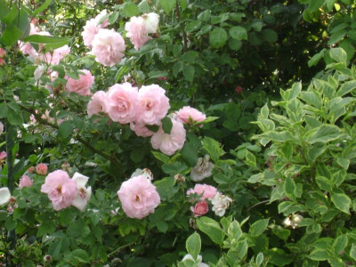 DSC00789.JPG