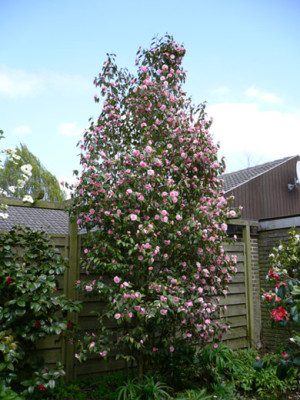 Spring-Festival-05.jpg