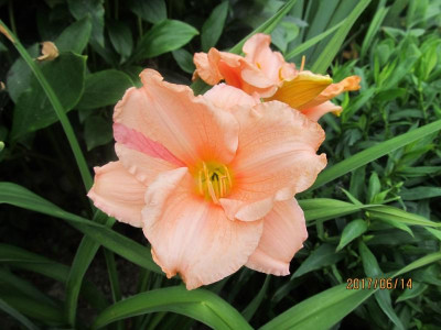 IMG_3418 small.jpg