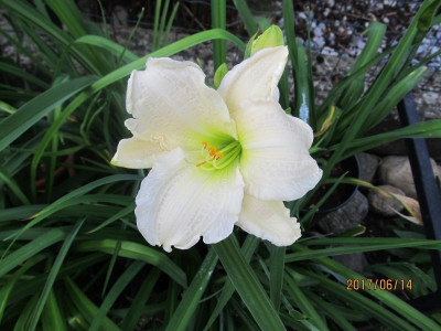 IMG_3373 small.jpg