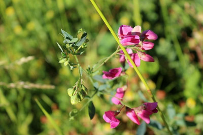 Platterbse-01 Erdnuss.JPG