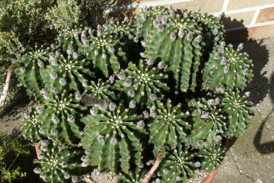 Reisekaktus-Echinopsis.jpg