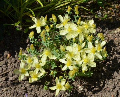 Hypericum_olympicum-Citrinum.17-1.jpg