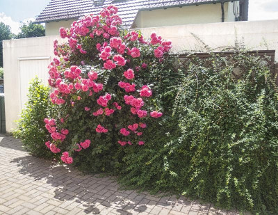170614_Rosen an Garage_1.jpg