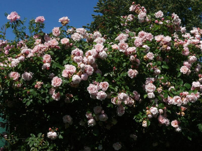 P1130238.JPG