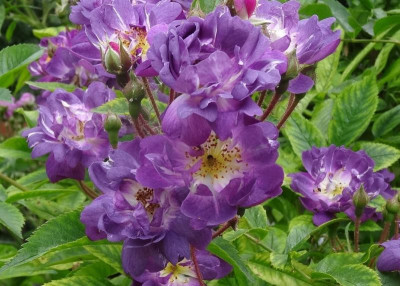 rose08.jpg