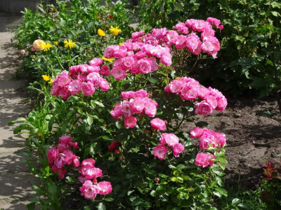rose04.jpg