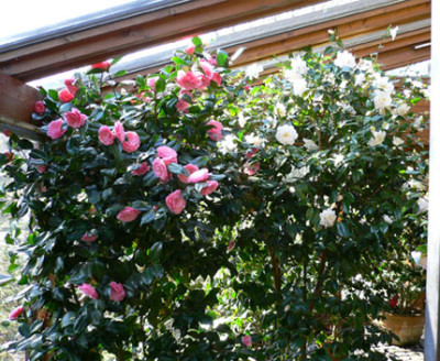 Blick-in-Wintergarten.jpg