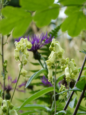 2017-06-13 Aconitum vulparia.jpg