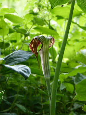 2017-06-13 Arisaema ciliatum 1.jpg