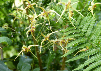 2017-06-13 Epimedium 'The Giant'.jpg