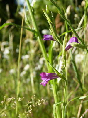 2017-06-14 Gladiolus imbricatus 1.jpg
