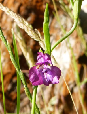 2017-06-14 Gladiolus imbricatus 2.jpg