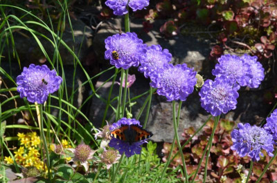 Scabiosa_columbaria.17-1.jpg