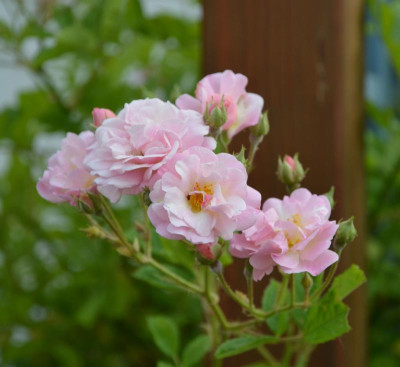 Rose-RosendorfSteinfurth.17-1.jpg