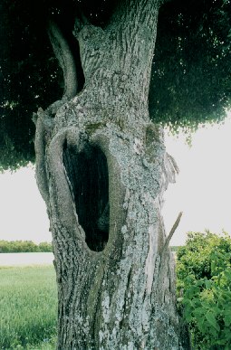 Tilia_in_Leidenbach_1.jpg