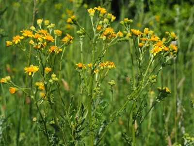 Senecio vernalis P7150005.JPG