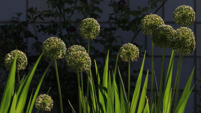 GidW - Allium.jpg