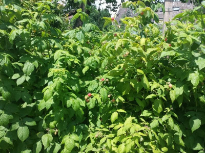 20170615_135103.jpg