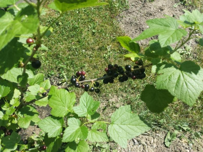 20170615_135250.jpg