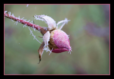icy_rose_bud.jpg