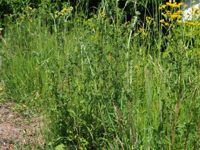 Senecio vernalis Habitus P7150002.JPG