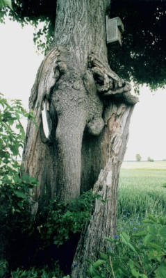 Tilia_in_Leidenbach_2.jpg