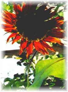 Sonnenblume.jpg