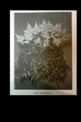 Washington Van Waveren & Kruijff 1900 (4).jpg