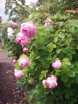 Rose_des_Peintres_Hab_7_06_Kopie.jpg