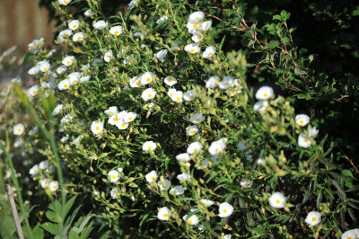 Cistus.jpg