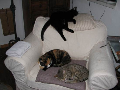 katzensessel.jpg