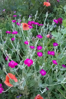 Pap_Lychnis.jpg