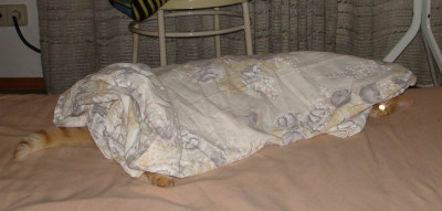 Caruso_Bett.jpg