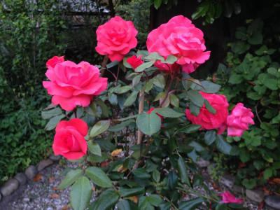 IMG_1640.JPG
