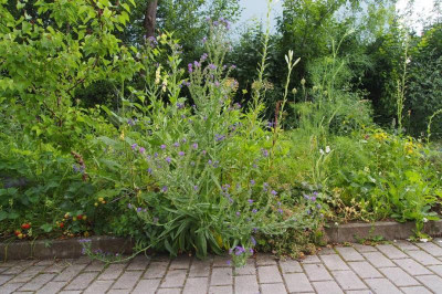 Anchusa azureum-ax.jpg