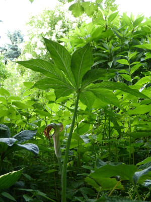 2017-06-13 Arisaema ciliatum 2.jpg