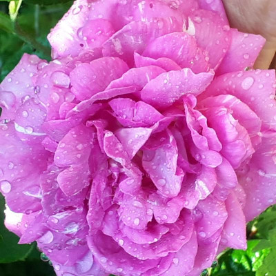 20170616_073029.jpg