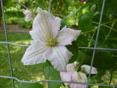 Garten2 001.JPG