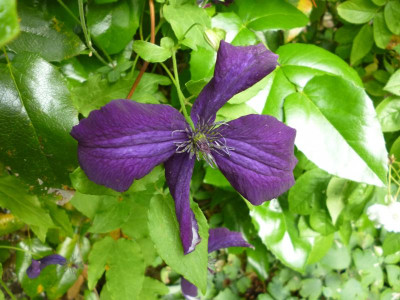 Garten2 004.JPG