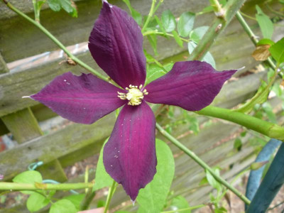 Garten2 029.JPG