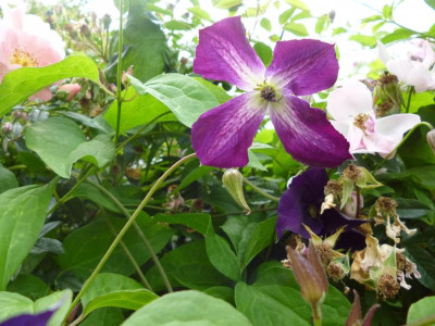 Garten2 024.JPG