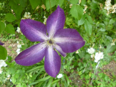 Garten2 026.JPG