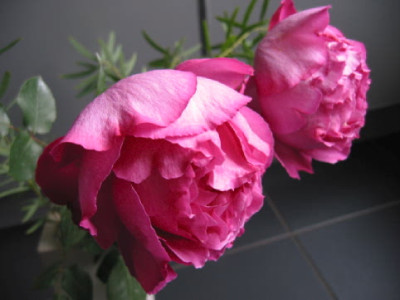 Schnittrose_unbekannt.jpg