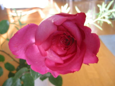 Unbekannte_Rose__A.jpg