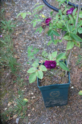 DSC06487.JPG