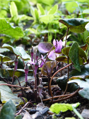 2017-06-16 Cyclamen purpurascens.jpg