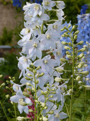 2017-06-16 Delphinium 2.jpg