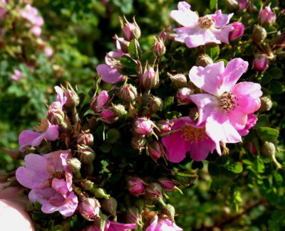 R. nanothamnus_RIMG0113.jpg